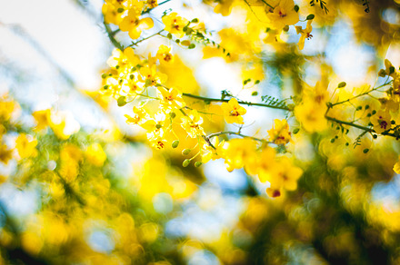 Yellow blossoms 1 containing yellow flowers, yellow, and blooms