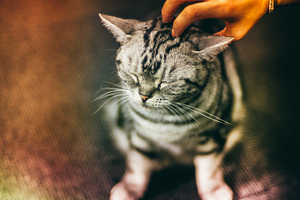 Japanese Cat