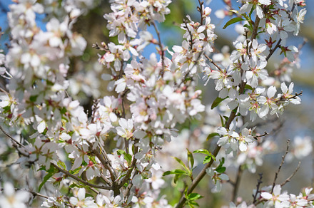 Branch with white almond flowers on blue sky background, sunny s, a Nature Photo by ndanko