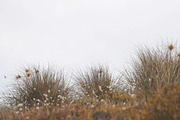 Beach Stock Photo Collection, a Nature Photo by Dee Andreoli Photography (Thumbnail 3 of 7)