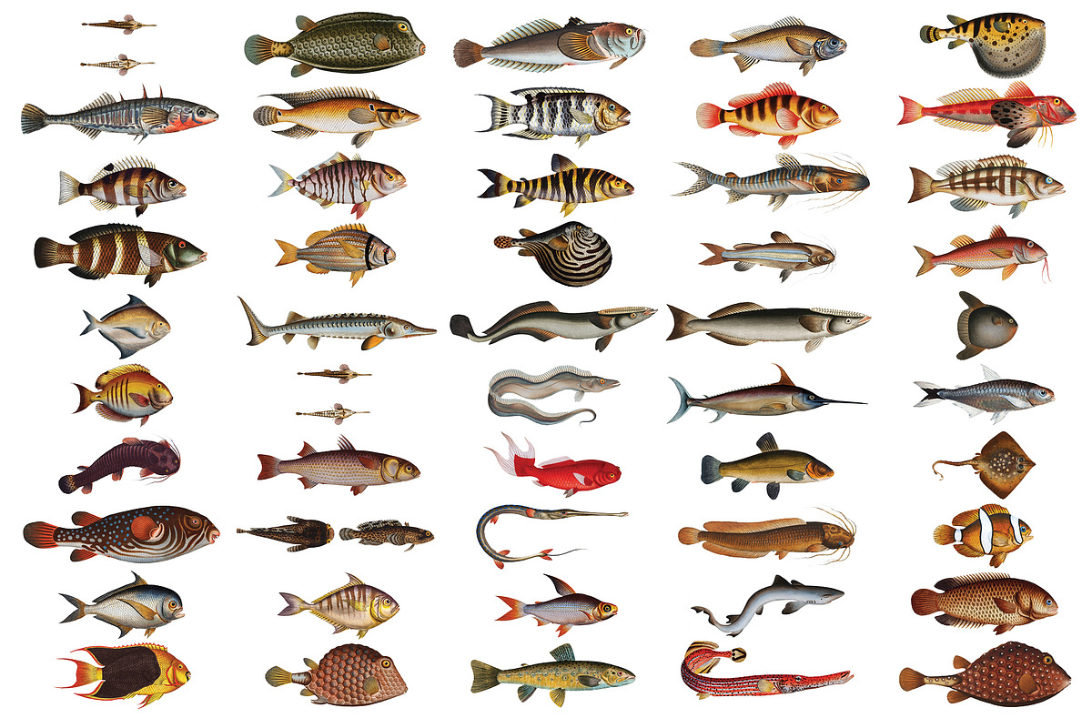 500+ Vintage Fish Illustrations, an Illustration by Dene Studios (Photo 11 of 15)