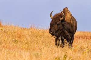 Majestic American Buffalo 