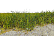 Waterfront grass and sand isolated photo, a Nature Photo by DanFLCreativo (Thumbnail 2 of 2)