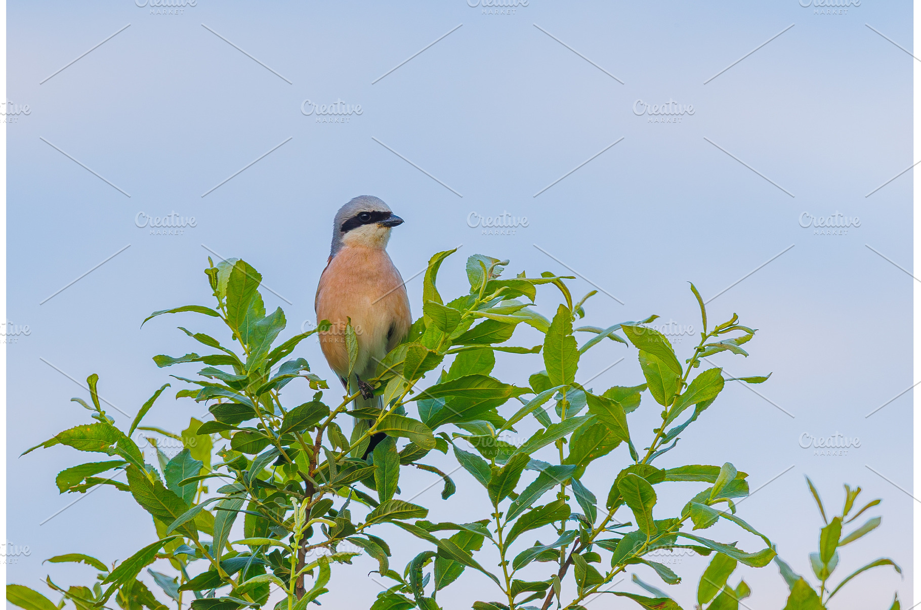 Red-backed Shrike in woodland -, an Animal Photo by Lukas Jonaitis SHOP