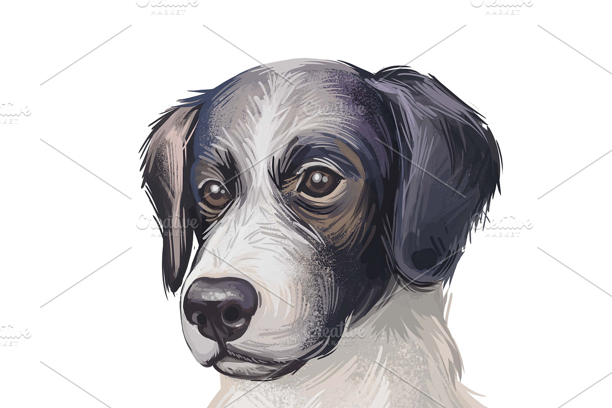 Dogs Cross Breeds 56 Animals Bundle, an Animal Illustration by Dneprstock (Photo 54 of 55)