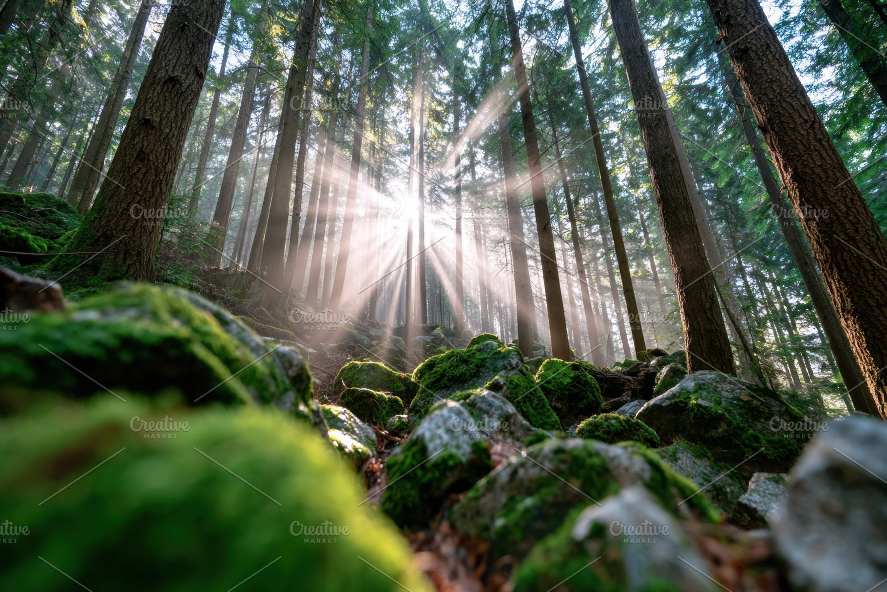 Sunlight in a serene forest with moss-covered rocks, a Nature Photo by AlyaAnd
