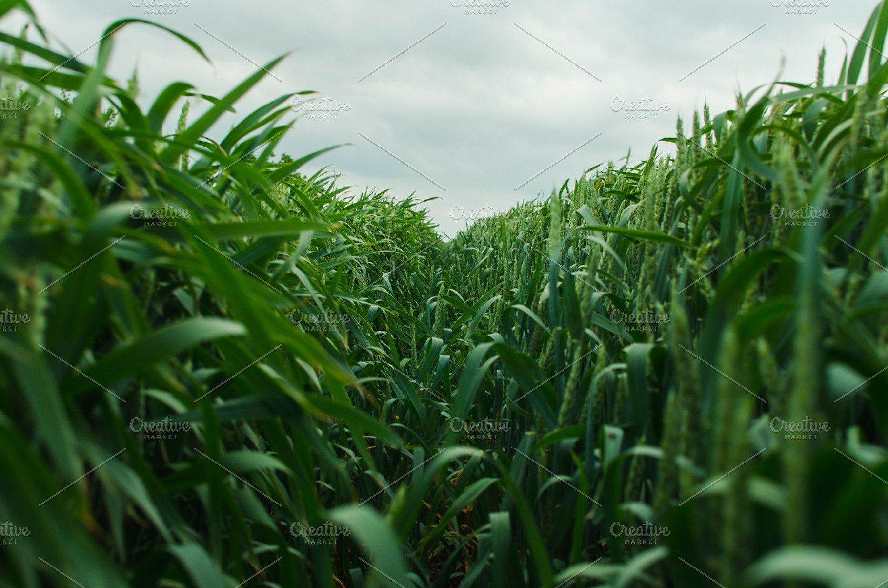 Young Wheat Featuring Wheat Ears Young And Green