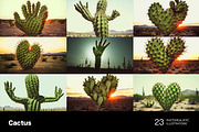 Cactus. 23 images, a Nature Photo by Handmadefont (Thumbnail 2 of 9)