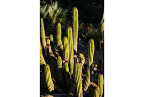 Columnar cacti growing in a sunny, a Nature Photo by volodymyrshtun13795