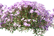 70 Assorted Plants Photo Overlays, a Nature Photo by KenScape (Thumbnail 4 of 4)