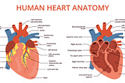 Flat human heart anatomy. Medical, an Object Illustration by YummyBuum (Thumbnail 2 of 3)