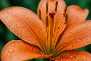 Close-up of an orange lily flower wi, a Nature Photo by professorinc
