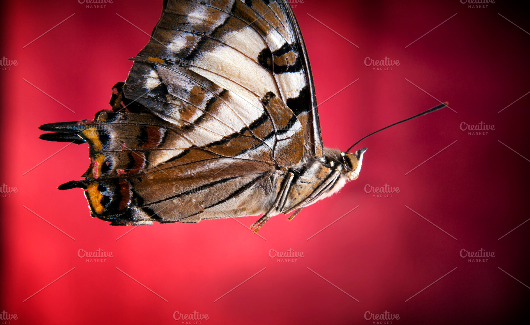 Butterfly, an Animal Photo by THP Creative