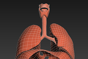 Human internal organs, a Characters & Person 3D Model by konstantin.ermolaev (Thumbnail 41 of 46)