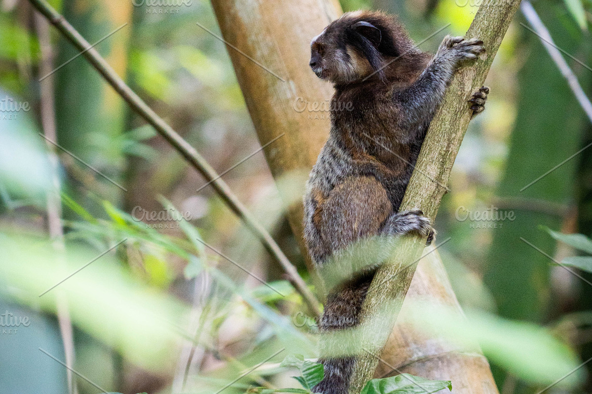 Brazilian Marmoset in the Forest, an Animal Photo by HiLine (Photo 9 of 11)
