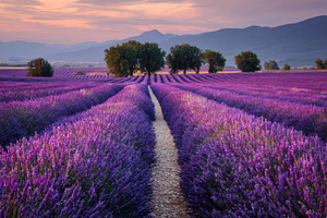 Lavender fields at sunset scenic pat, a Photo by Pixeness Studio