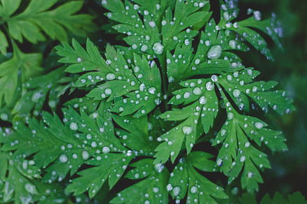Raindrops on Lush Green Leaves