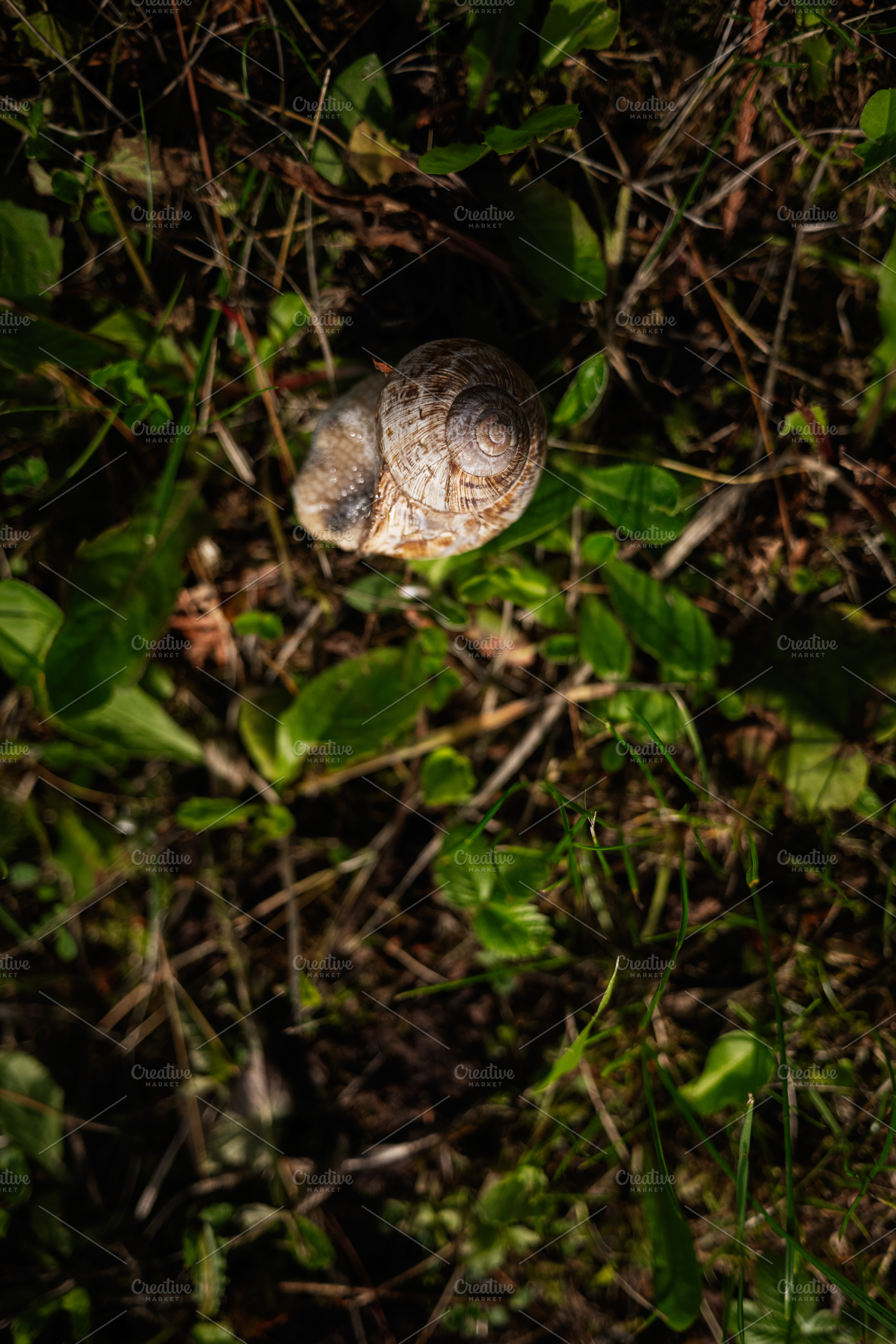 Close-up of a snail in a green natural environment with detailed shell pattern, a Photo by AS photostudio