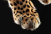 Animal Legs - 49 images, an Animal Photo by Handmadefont (Thumbnail 9 of 13)