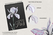 Transparent flowers of iris., an Illustration by RushkinaAntonina (Thumbnail 5 of 6)
