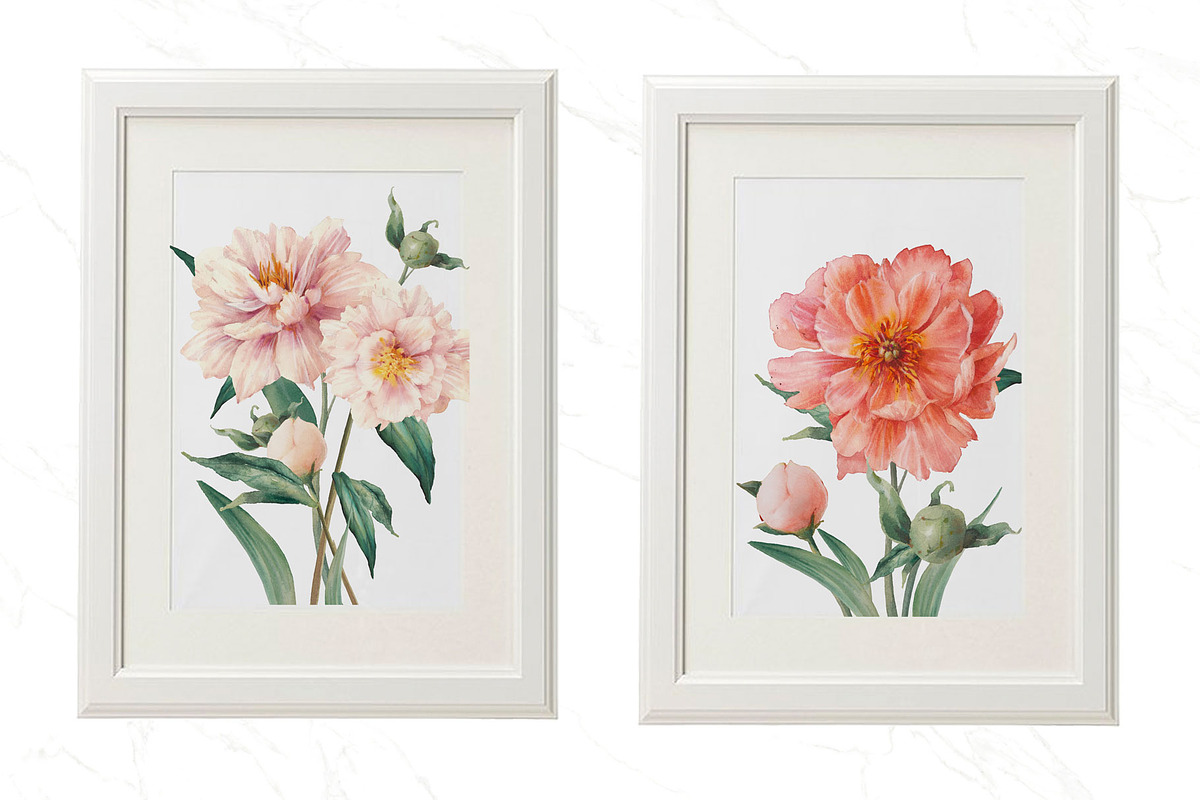 Peony chic, an Illustration by Eisfrei (Photo 6 of 6)