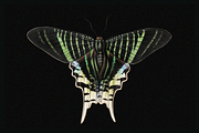 370+ Butterflies Cliparts, an Animal Illustration by Lilithcollageart (Thumbnail 2 of 8)