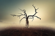 48 Dying Tree Images, a Nature Photo by h.utomo (Thumbnail 40 of 48)