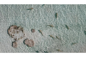 Blacktip reef sharks swimming in, a Nature Photo by Goinyk