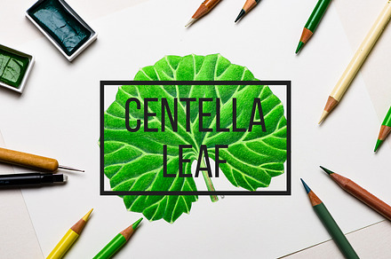 Centella Asiatica plant leaf
