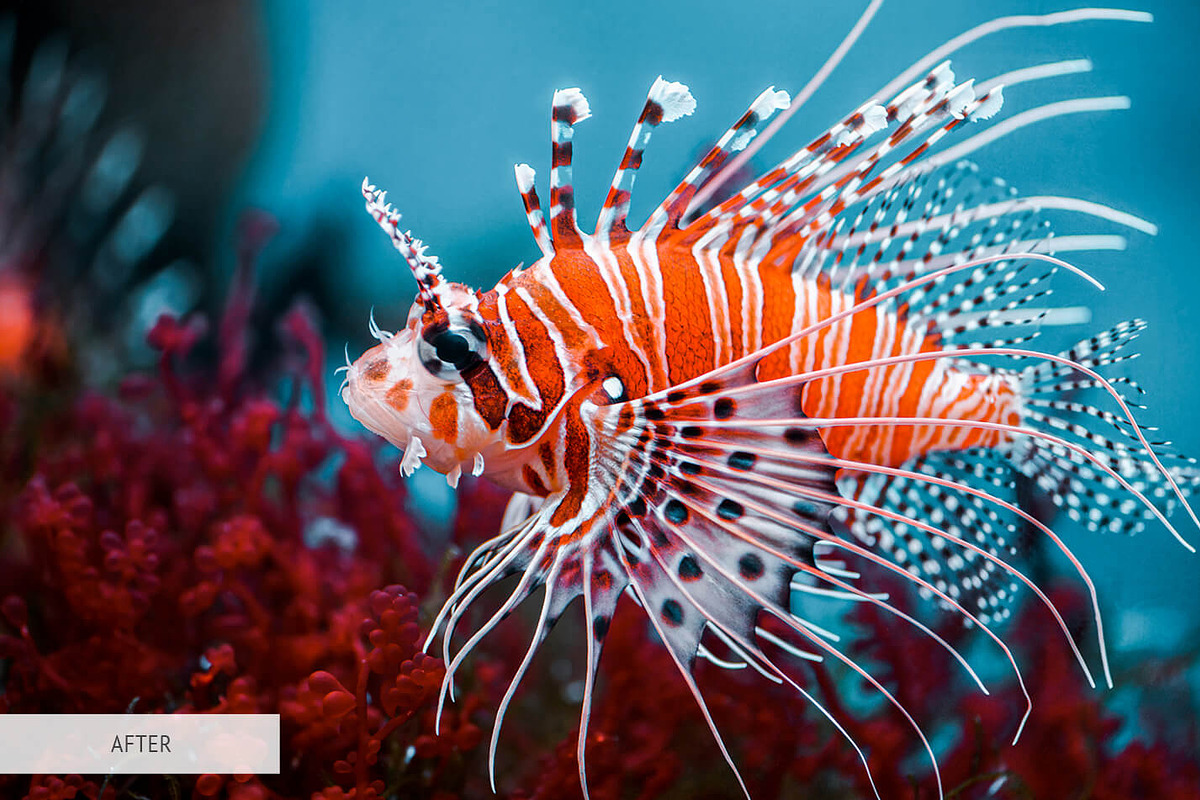 Underwater Photography Presets, a Plug-in Add-On by FixThePhoto (Photo 9 of 32)