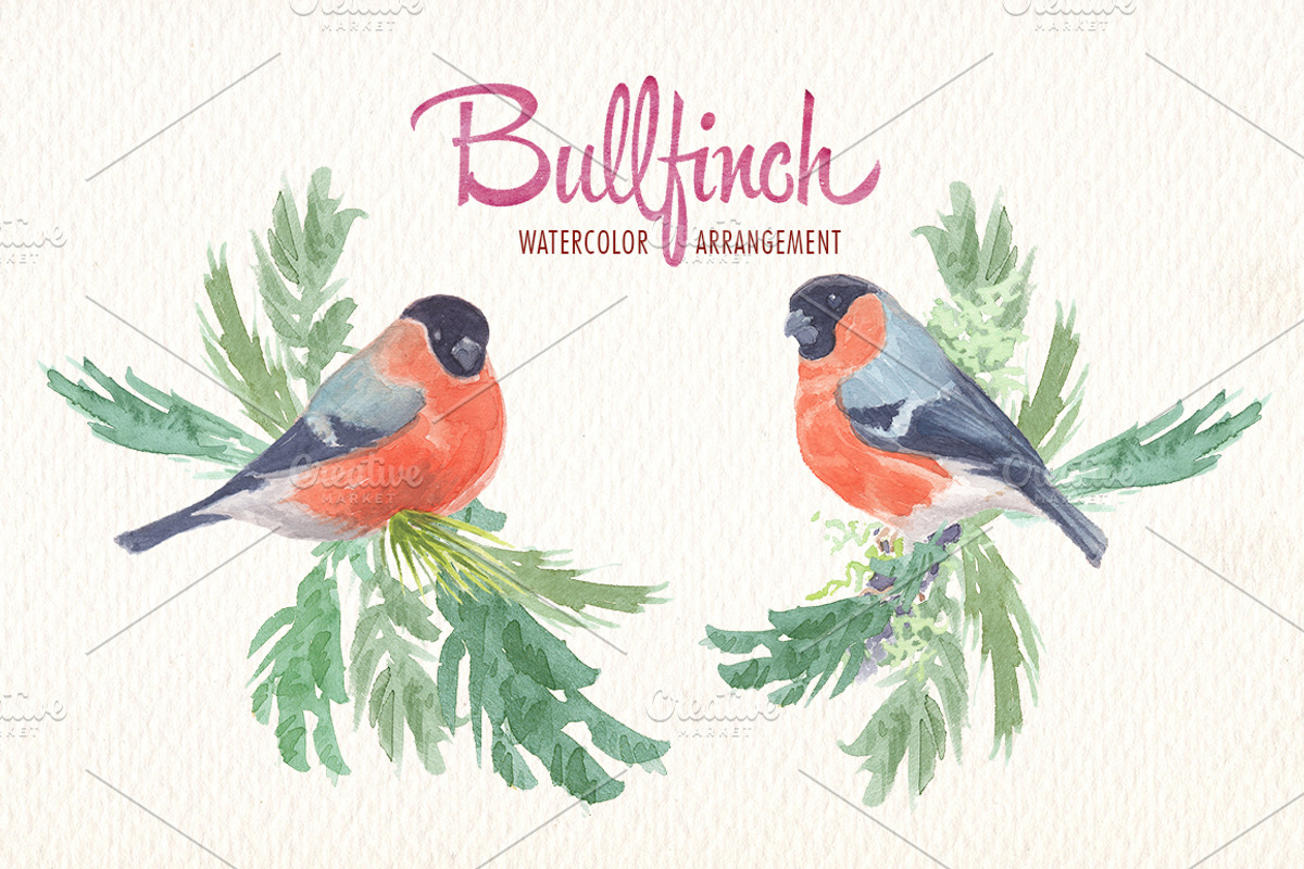 Watercolor bullfinch bird clipart, an Illustration by Art & Things (Photo 2 of 5)