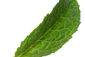 Green mint leaf with visible veins, isolated background, a Food & Drink Photo by ndanko