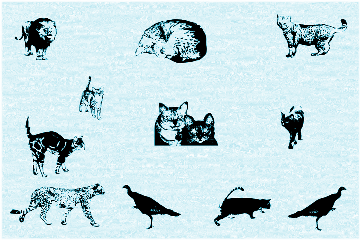 Cat e Poultry