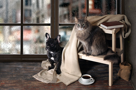 Comfortable room with panoramic window. Dog and cat sitting at the ladder, book, cup of coffee, plaid