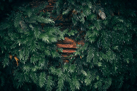 Moss covered tree