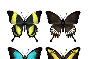 Vector Realistic Insect Bundle