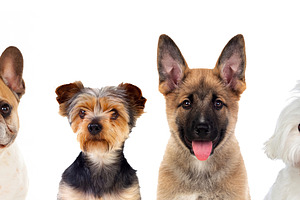 Four Cute Dogs Portrait Isolated on White Background for Pet Car, an Animal Photo by José Manuel Gelpi