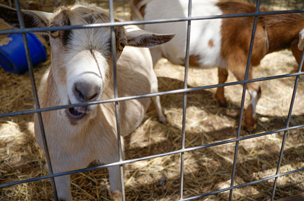 Hungry Goat