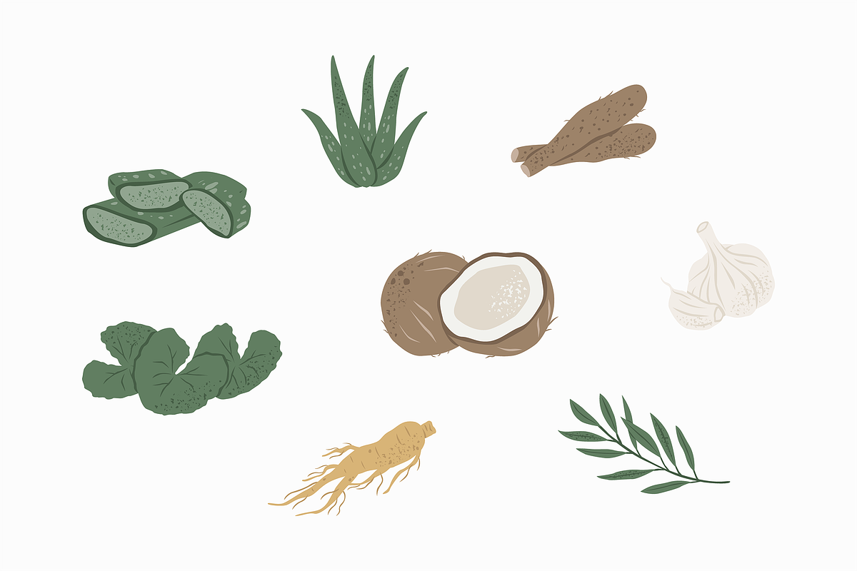 Medicinal Plants Illustration, an Object Graphic by Jump Studio (Photo 3 of 4)