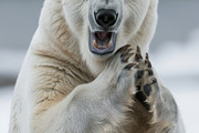 236 surprised animals, an Animal Photo by Handmadefont (Thumbnail 130 of 241)