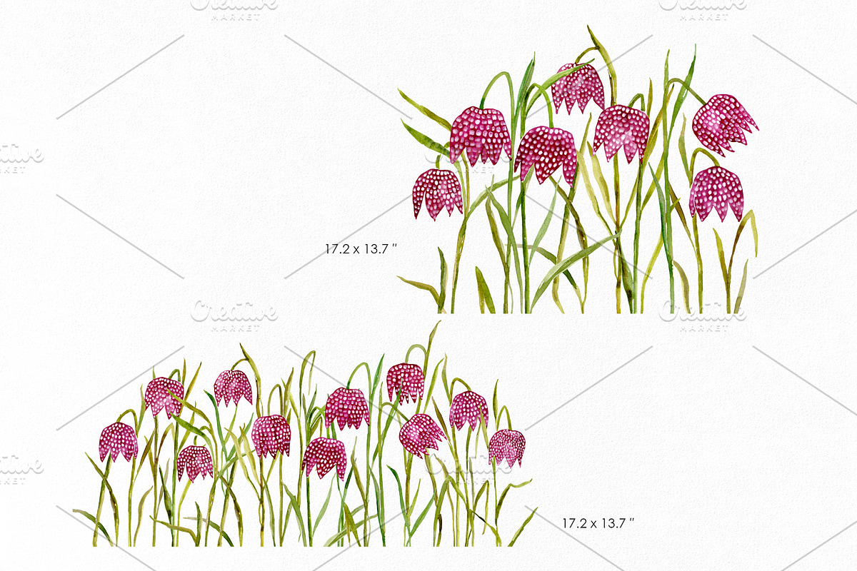 Watercolor Snake’s Head Fritillaries, a Decorative Illustration by GraphicsDish (Photo 3 of 3)