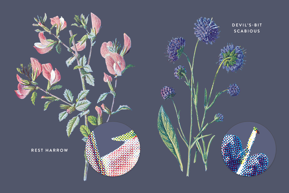 Vintge Flowers Vol.04 - Extra Large, an Illustration by Greta Ivy (Photo 18 of 18)