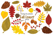 Fall Leaves Clipart, an Illustration by SugarPickle Clip Art (Thumbnail 1 of 3)