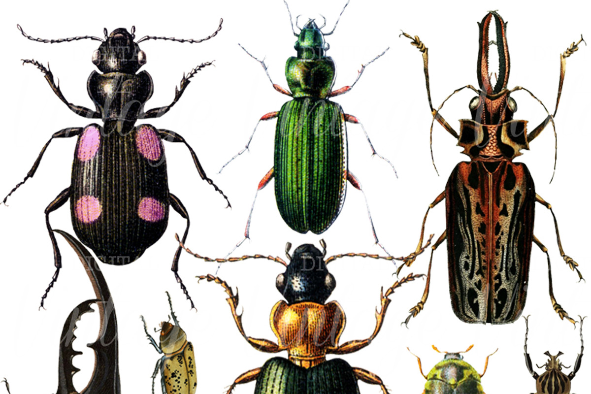 Vintage Beetles Set 1, a Graphic by Digital Vintage (Photo 2 of 2)