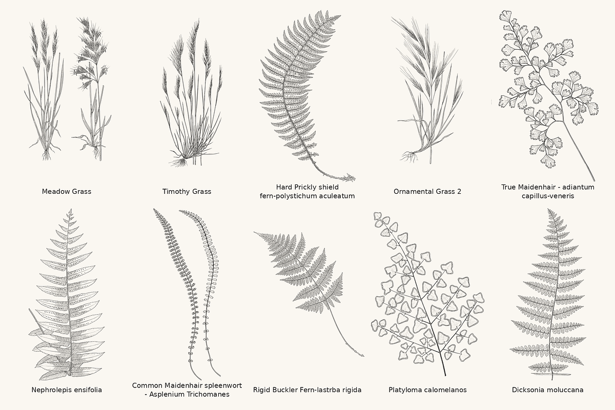 Fern & Grass Line Art Collection, a Decorative Illustration by AW Studios (Photo 9 of 11)