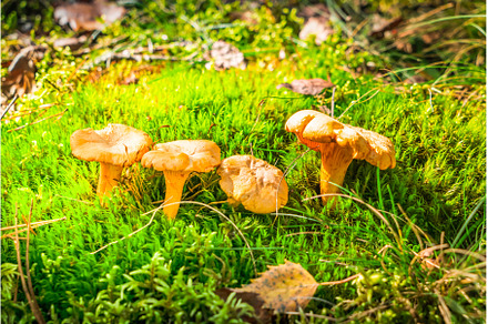 chanterelle mushrooms on wooden, a Food & Drink Photo by Neirfy
