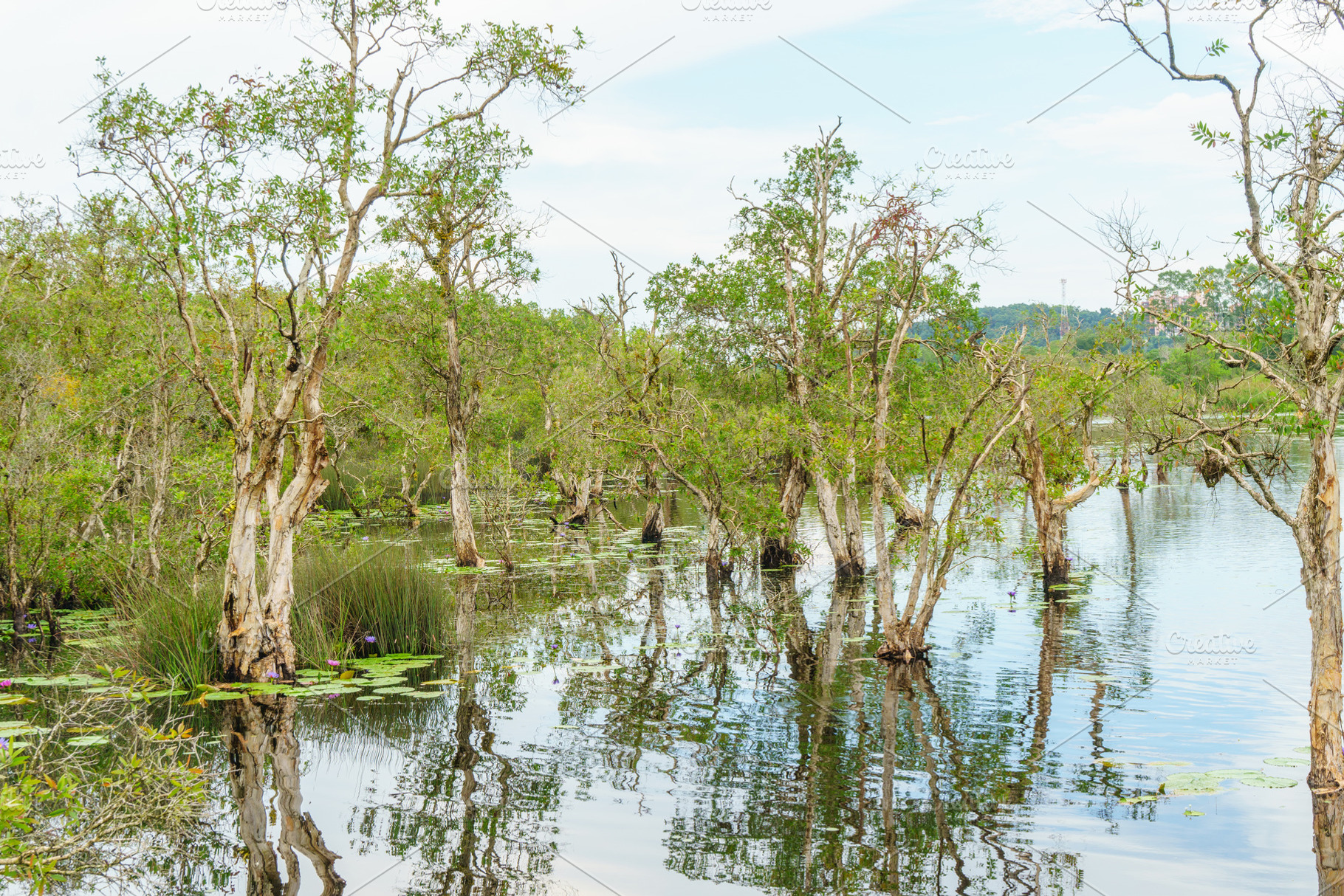 Lush wetland landscape with trees reflecting in calm water, a Nature Photo by a454