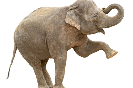 Asian elephant female greeting, an Animal Photo by VK Studio
