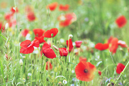 Sunset Daisy Containing Margherite Daisy And Prato preview 6
