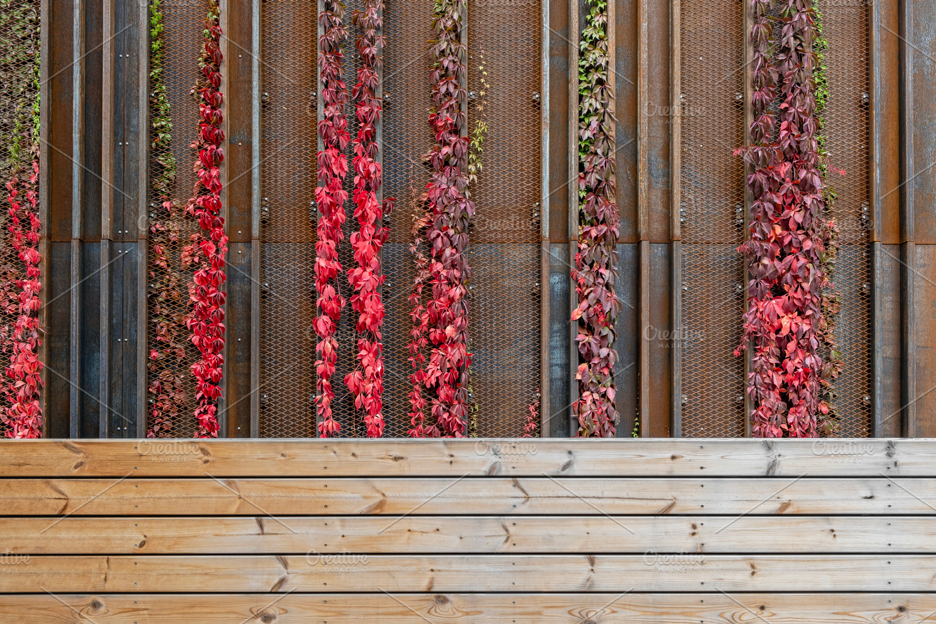 Grunge wall with growing ivy plant, an Architecture Photo by BOOCYS